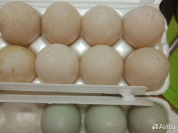 Утиные яйца башкирок и бегунков