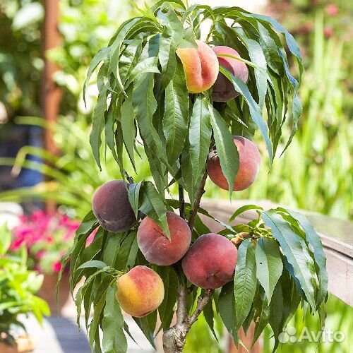 Колоновидный персик