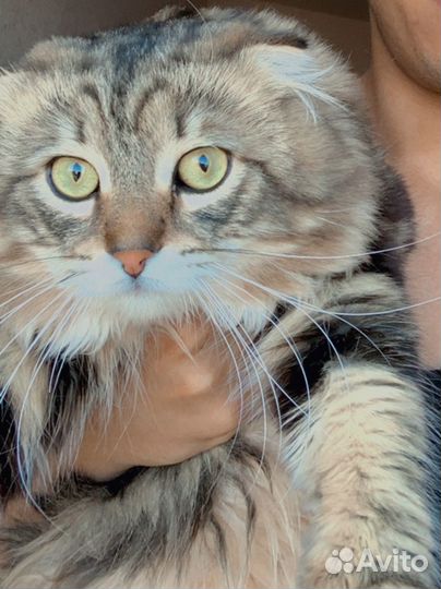 Кот для вязки