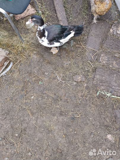 Мускусные утки тяжелые линии