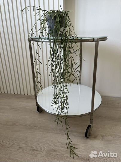 Хойя линеарис