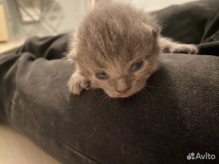 Котята бесплатно вислоухие