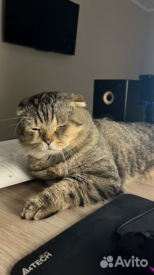 Отдам молодого котика в хорошие руки