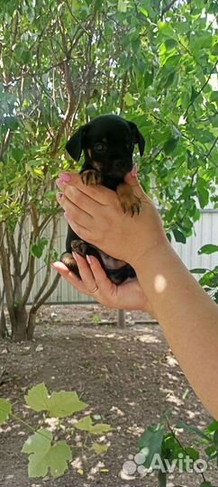 Мини той-терьер щенки