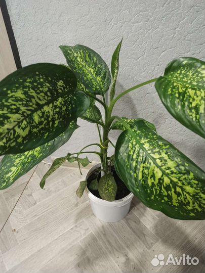 Диффенбахия