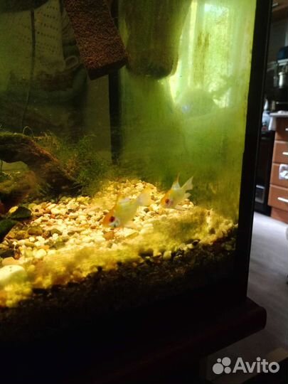 Аквариум 200л с тумбой