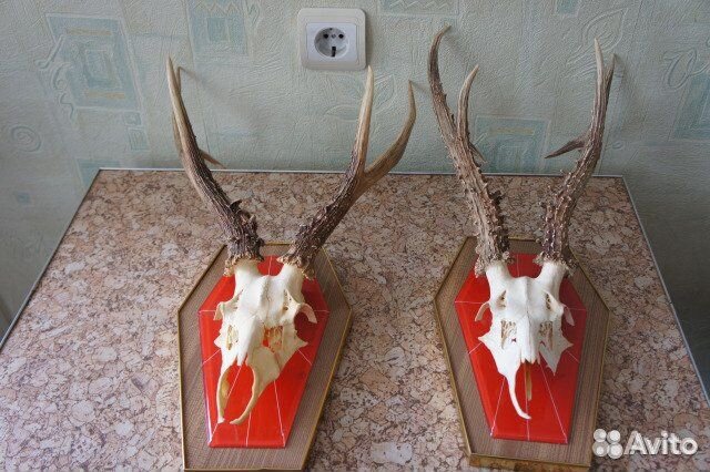 Коллекция рогов