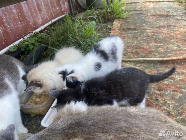 Котятки в добрые руки