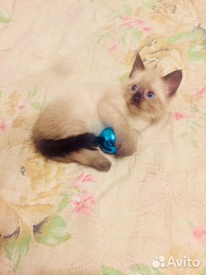 Тайские котята