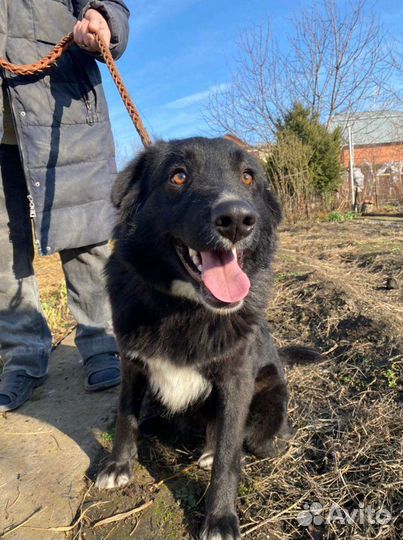 Собака молодая добрая красивая