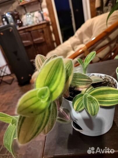 Традесканция