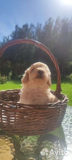 Карликовый пудель девочки