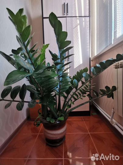 Замиокулькас