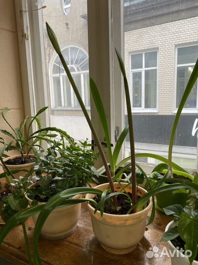 Гиппеаструм