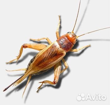 Кормовые насекомые и мыши