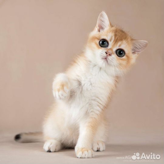 Котик золотая британская шиншилла ny11