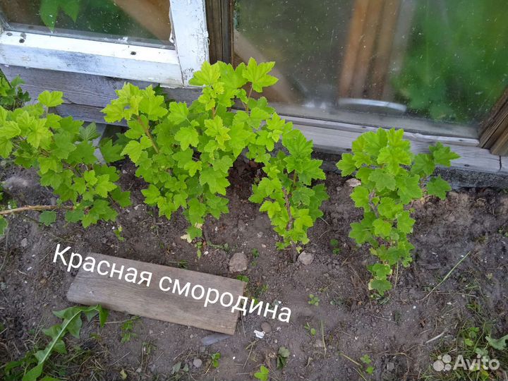 Саженцы черной и красной смородины, жасмина, астры