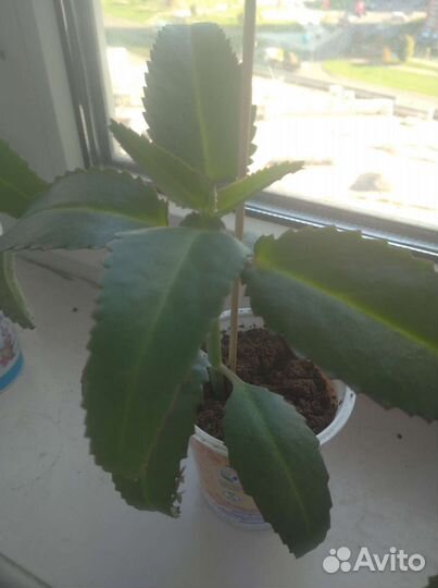 Каланхоэ лечебное