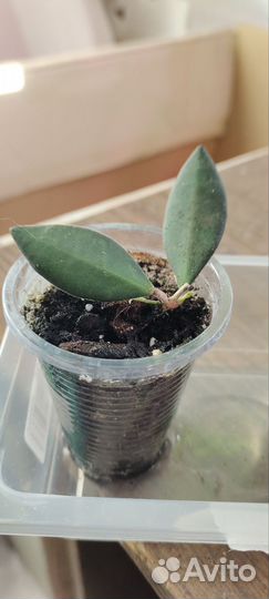 Хойя девид куминги