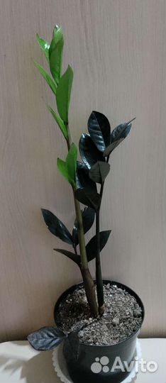 Замиокулькас Raven/Черный Ворон