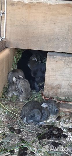 Кролик 2 месяца