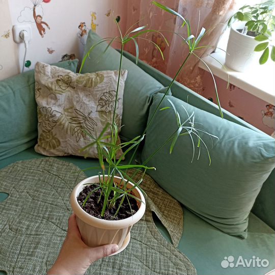 Комнатные растения цветы