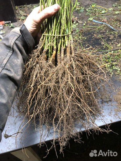 Шиповник лакса