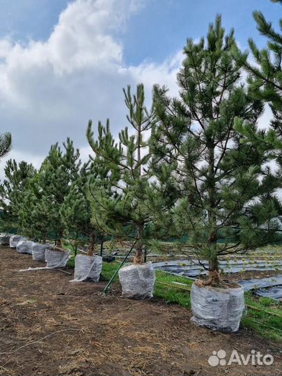 Озеленение и благоустройство