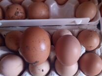Домашние куриные, перепелиные яйца