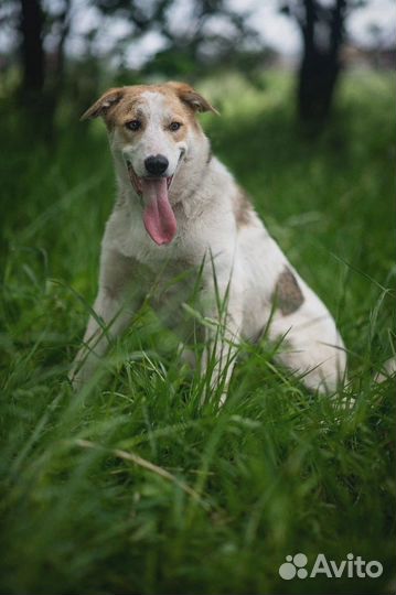 Молодой пёс ищет дом
