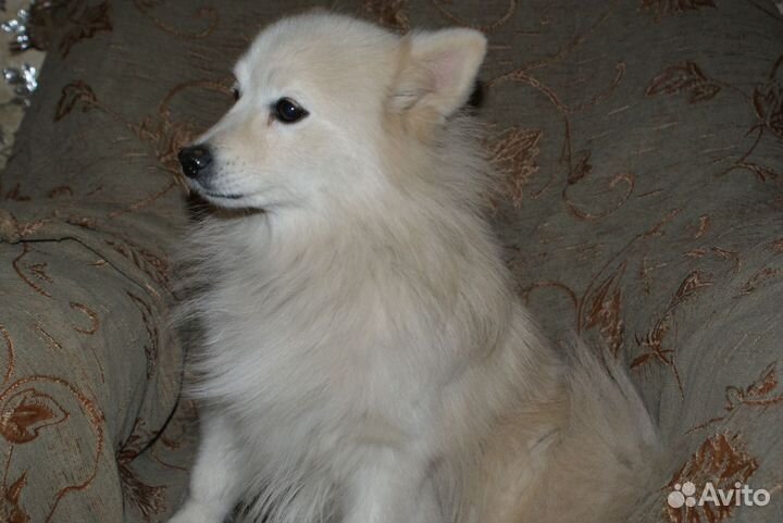 Девочка японского шпица в добрые руки