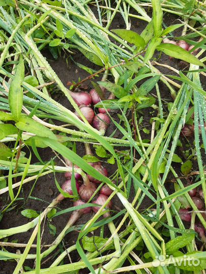 Лук шалот семейный