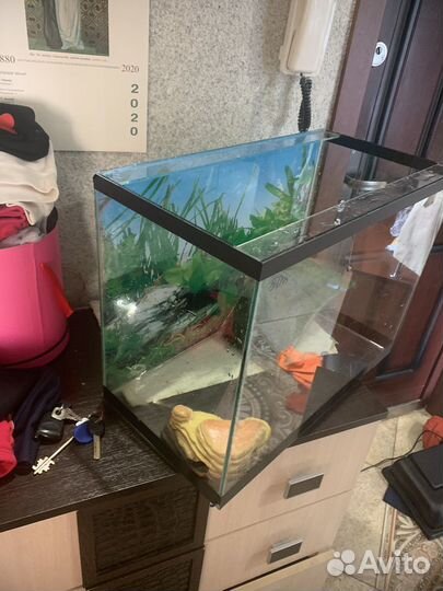 Аквариум для черепах 50 литров