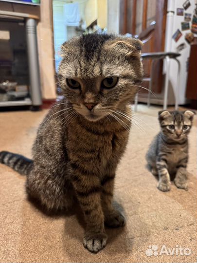 Отдам котика в добрые руки