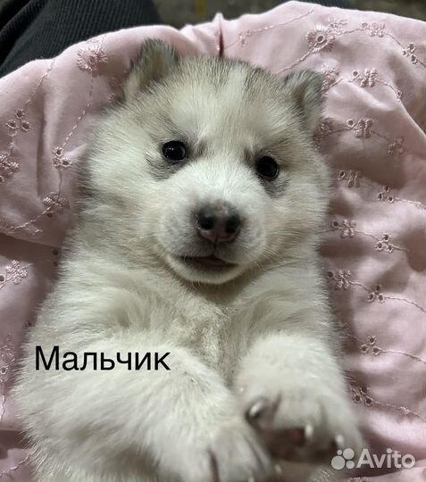 Щенки хаски