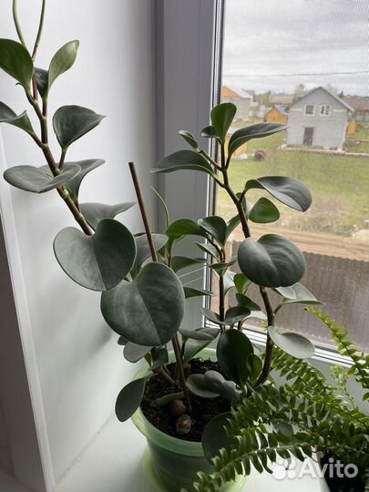 Комнатные цветы