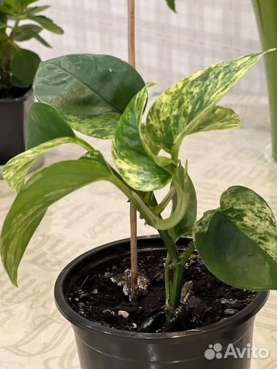 Эпипремнум