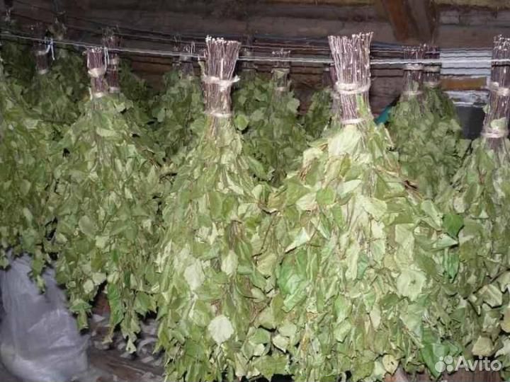 Березовые веники продам