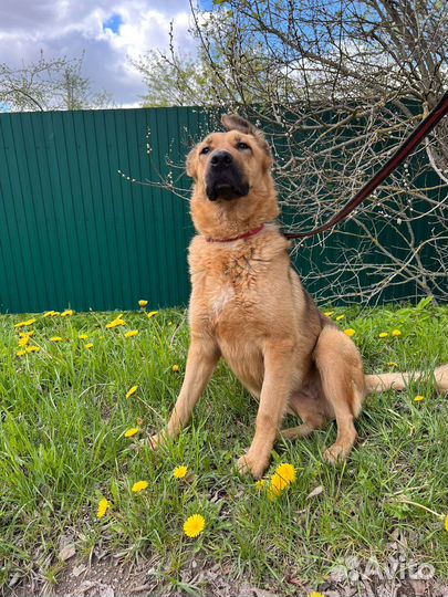 Собака метис овчарки