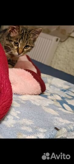 Котятки