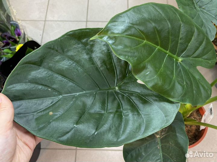 Алоказия венти