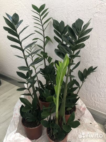 Замиокулькас