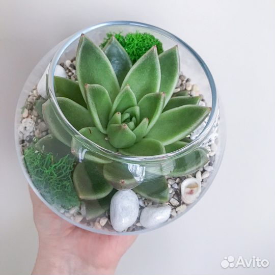 Флорариум размер S, M