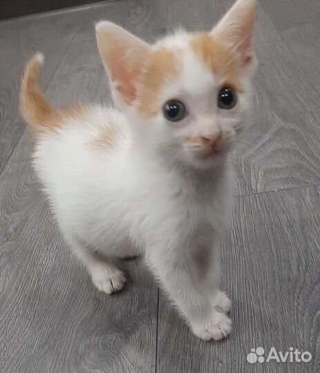 Домашние животные бесплатно