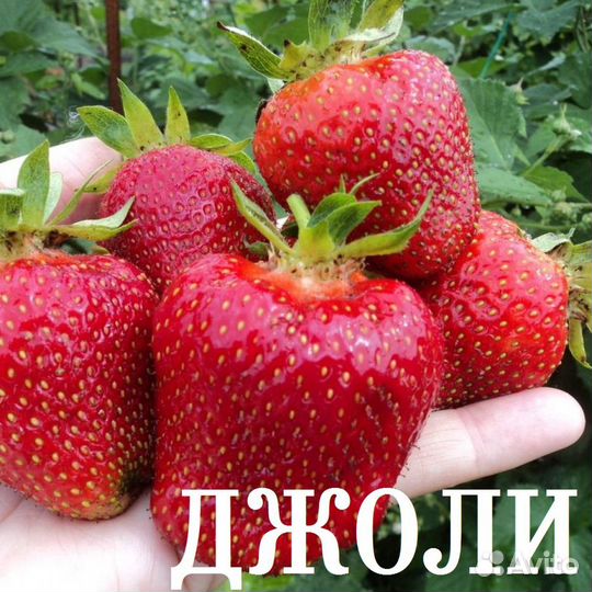 Клубника разных сортов (180 сорт в коллекции)