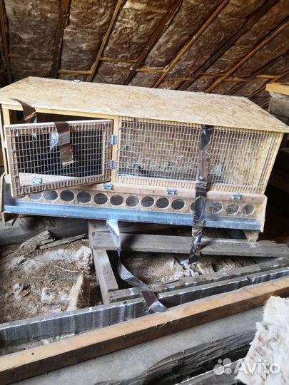 Брудер для цыплят, индюшст, утят б, у