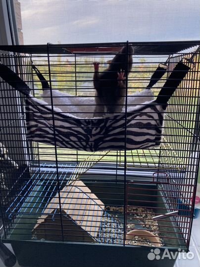 Крыса с клеткой