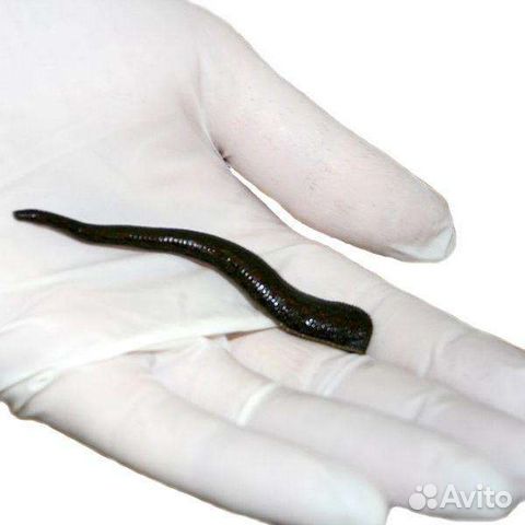 Купон на гирудотерапию