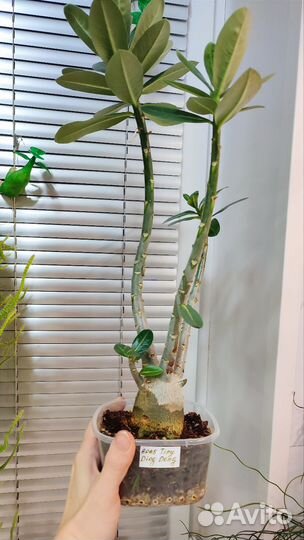 Адениум арабикум