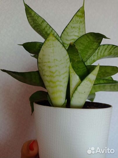 Сансевиерия Филиппин